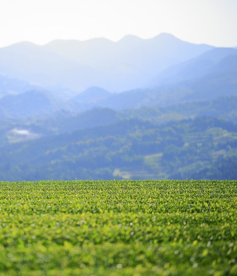 山あいに広がる山鹿の茶畑